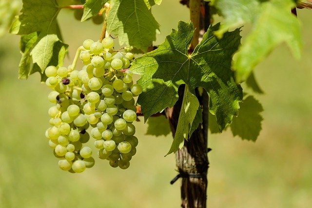 Muller thurgau doc graun