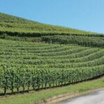 Barolo Brunate le coste Rinaldi