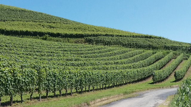 Barolo Brunate le coste Rinaldi