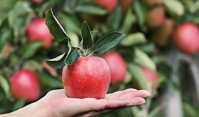 Annata positiva per la produzione di mele italiane