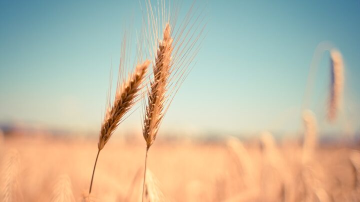 Il Grano tra marketing, ibridazioni e mutazioni. Cosa mangiamo davvero