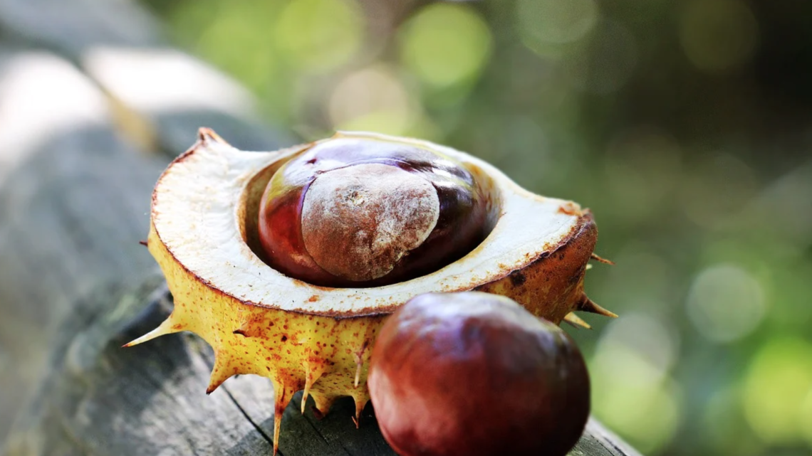 Come fare le castagne al forno