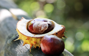 come fare le castagne al forno - Perledigusto.it