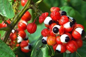 guarana per dimagrire - Perledigusto.it