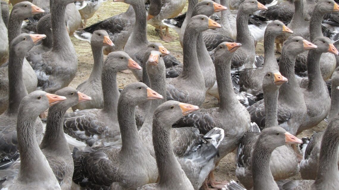 Foie gras, domande frequenti e curiosità