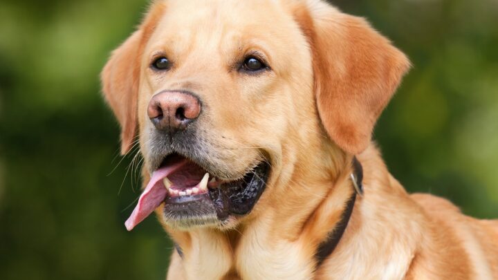 Dieta Barf, cos’è e a chi è utile