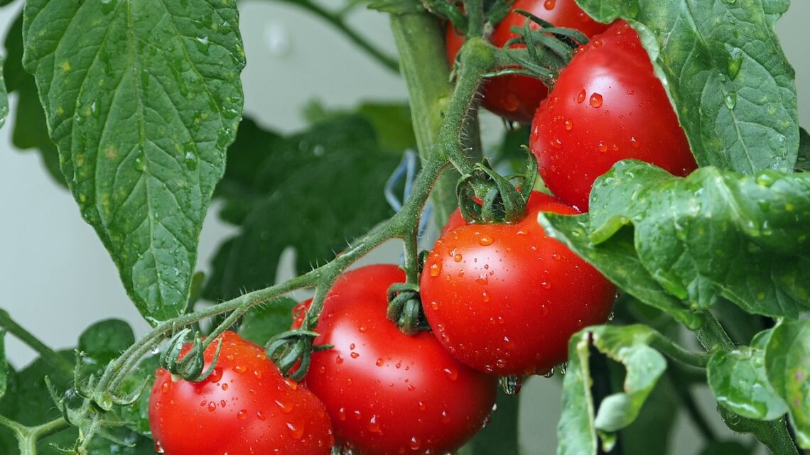 Sostenibilità alimentare: difendere il pianeta mangiando bene