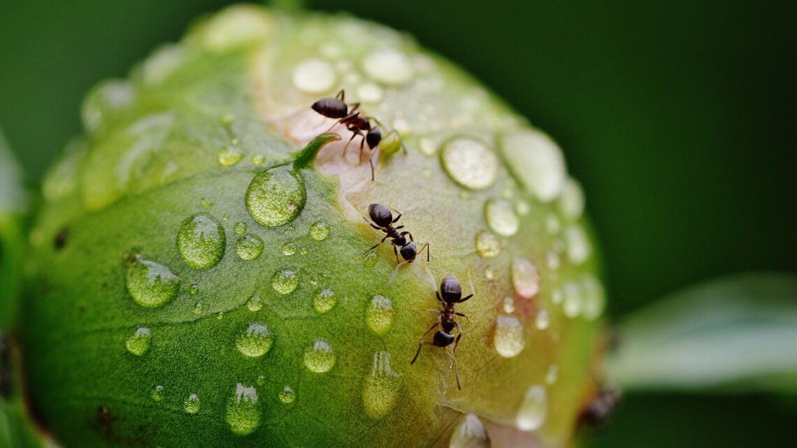 Quali sono gli insetti commestibili più buoni?