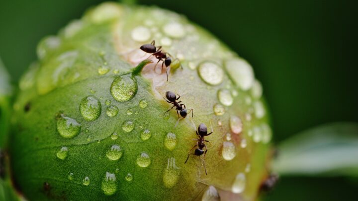 Quali sono gli insetti commestibili più buoni?