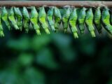 insetti commestibili rischi- Perledigusto.it