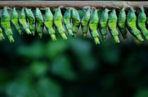 insetti commestibili rischi- Perledigusto.it