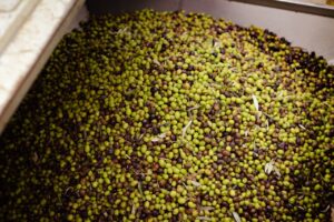 le olive nere non esistono - Perledigusto.it