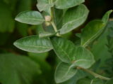 ashwagandha - Perledigusto.it