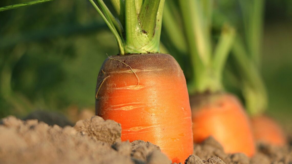 Agricoltura organica e rigenerativa: il futuro sostenibile del cibo