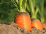Agricoltura organica e rigenerativa: il futuro sostenibile del cibo