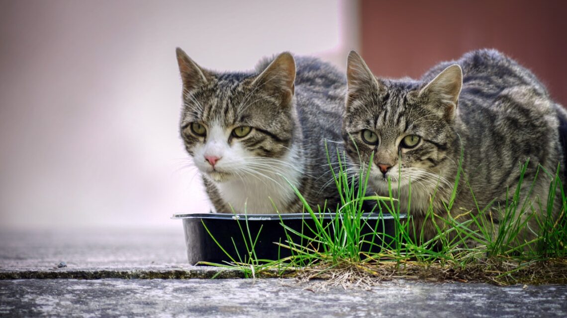Come preparare il pet food in casa, idee e ricette da copiare Come preparare il pet food in casa, idee e ricette da copiare