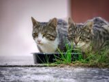 Come preparare il pet food in casa, idee e ricette da copiare