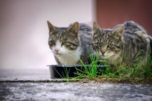 pet food ricette da copiare - Perledigusto.it