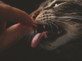 pet food sostenibile - benessere animale - Perledigusto.it