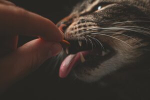 pet food sostenibile - benessere animale - Perledigusto.it