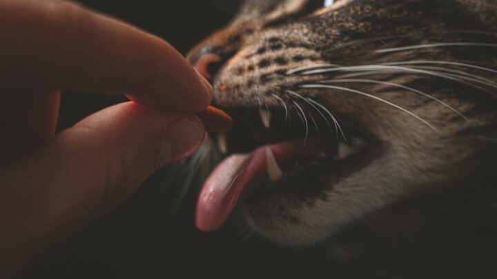 Pet food, cosa contiene davvero e come scegliere il migliore