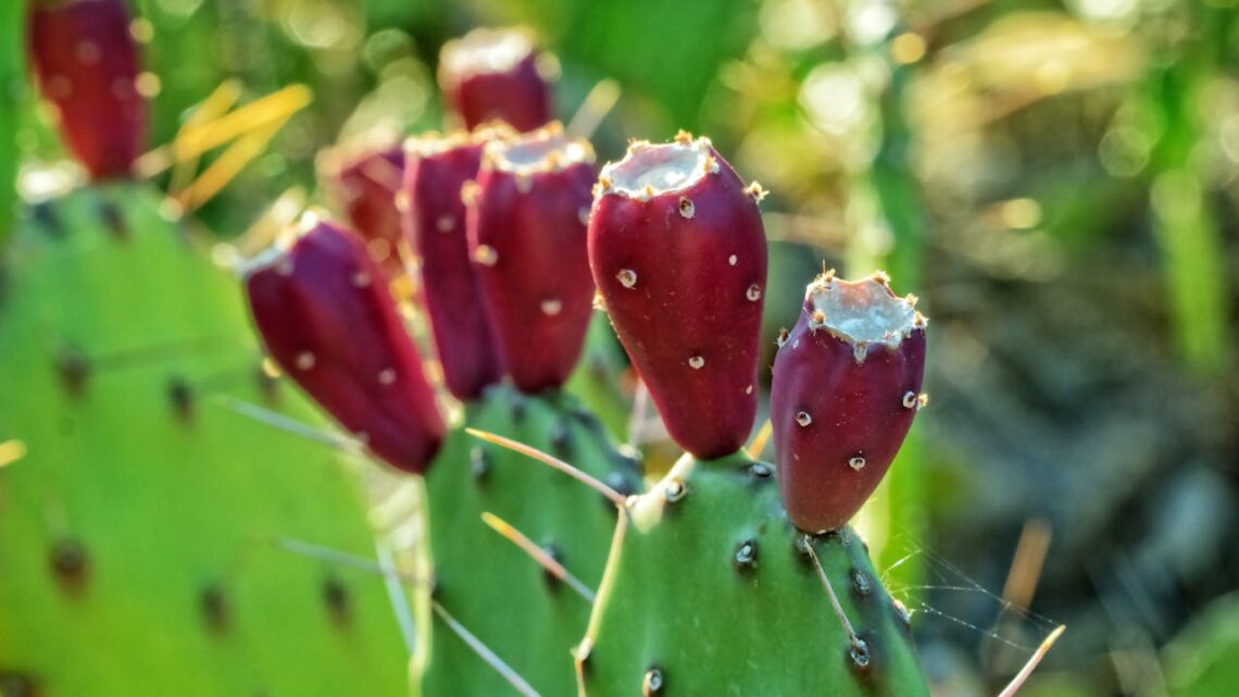 Colesterolo alto, ecco il frutto perfetto per ridurlo