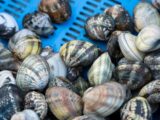 I molluschi sono grassi? Sono nutrienti? Sono pericolosi?
