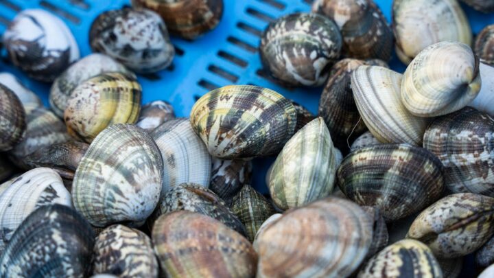 I molluschi sono grassi? Sono nutrienti? Sono pericolosi?