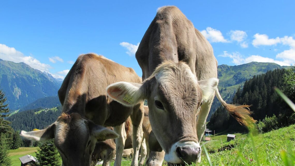 Benessere animale: cos’è e perché è molto importante