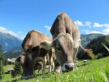 Benessere animale: cos’è e perché è molto importante