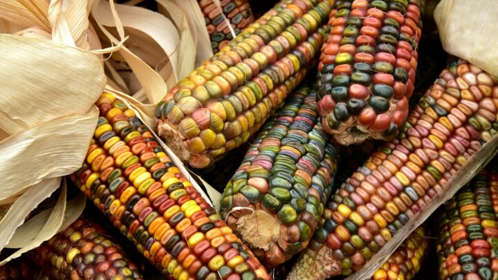 Cosa sono le micotossine e perché sono pericolose